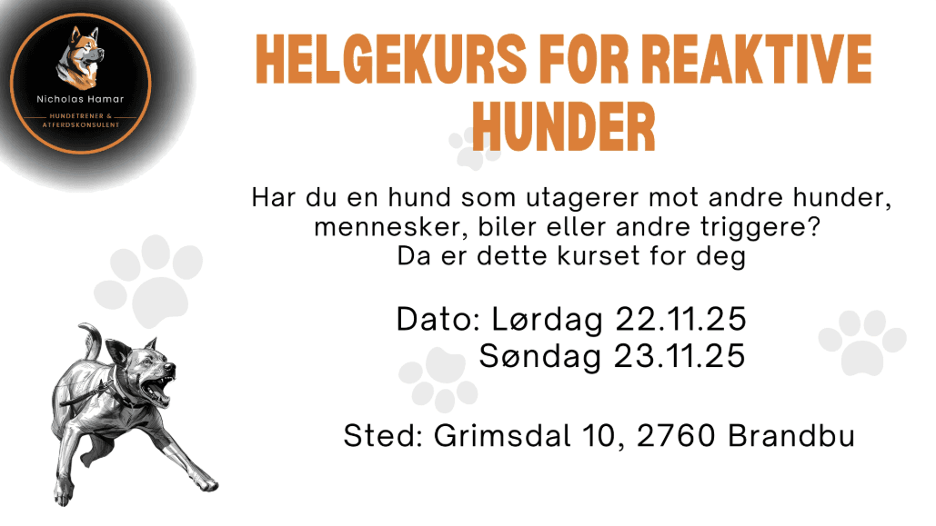 Helgekurs for reaktive hunder