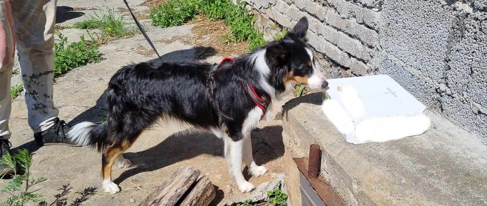 Nosework 2