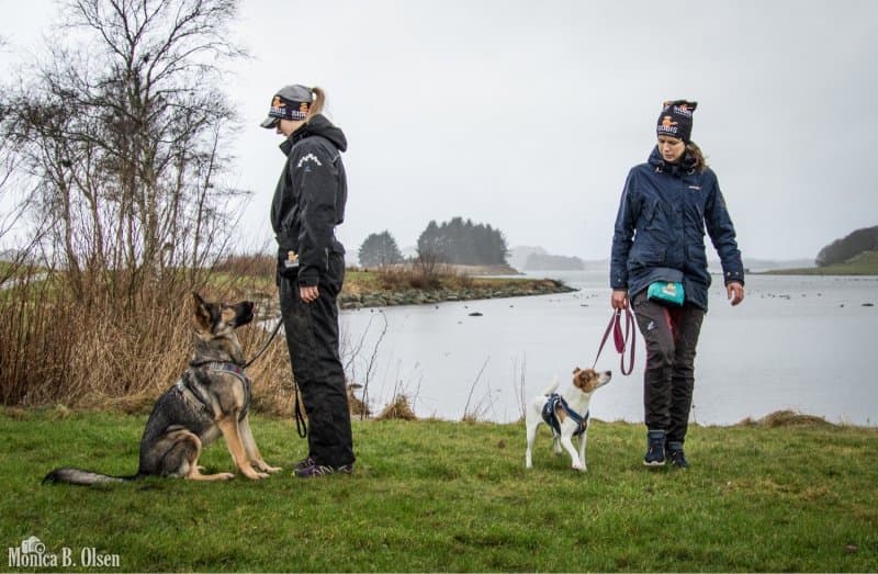 Hverdagslydighet Del 1 (hund)