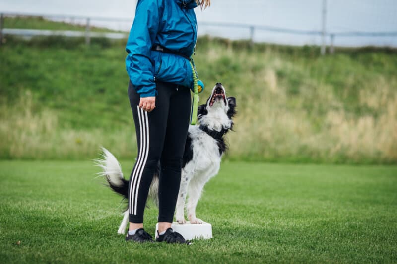 Hverdagslydighet Del 2