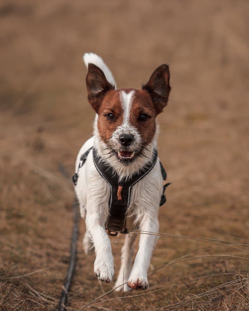 Passering, innkalling & båndkurs (Hund)