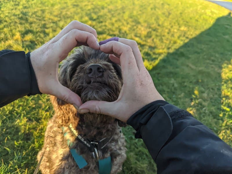 Håndteringskurs - Kloklipp & stell av hund