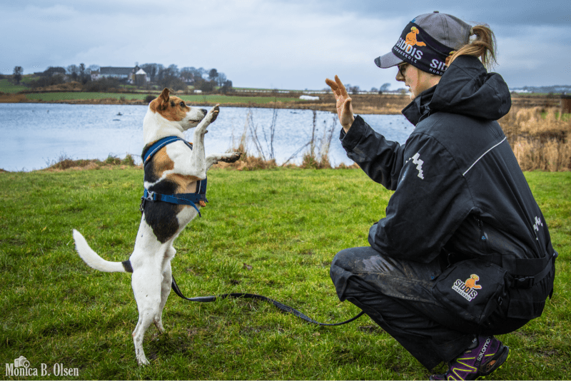 Tricks'n treats (Hund)