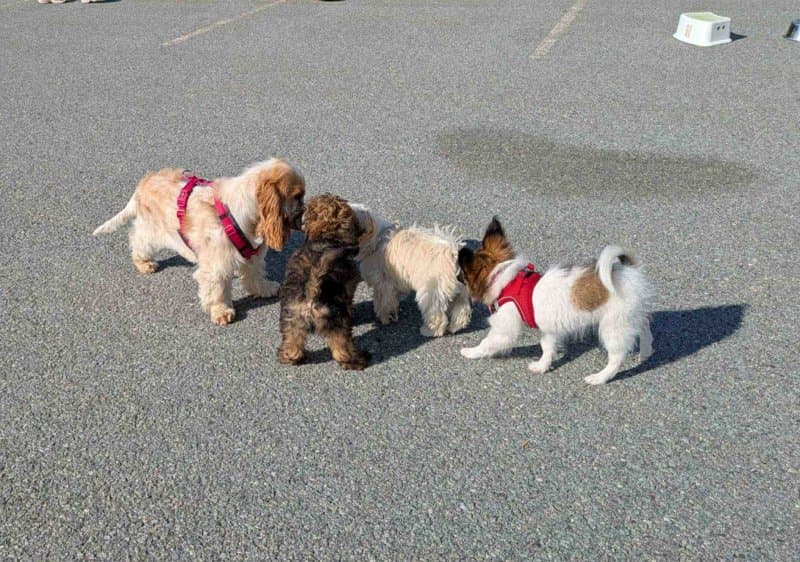 Sosialiseringskurs for valp