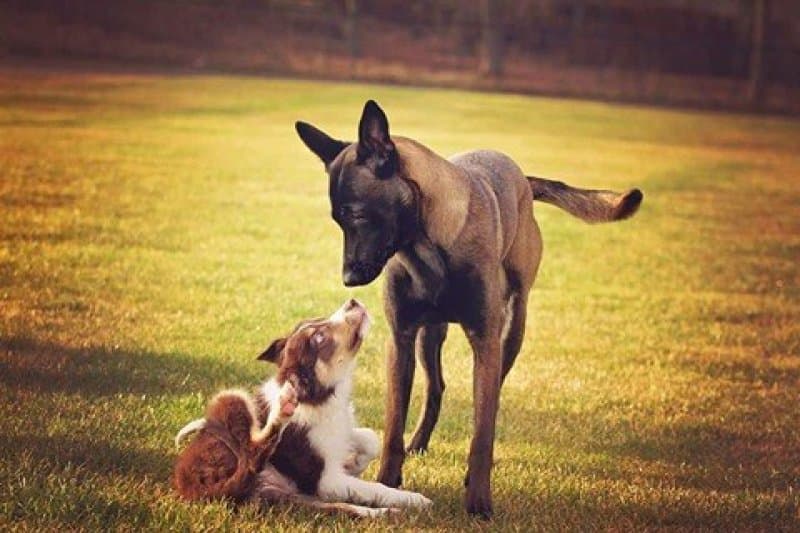 Hundens språk (helgekurs m/egen hund)