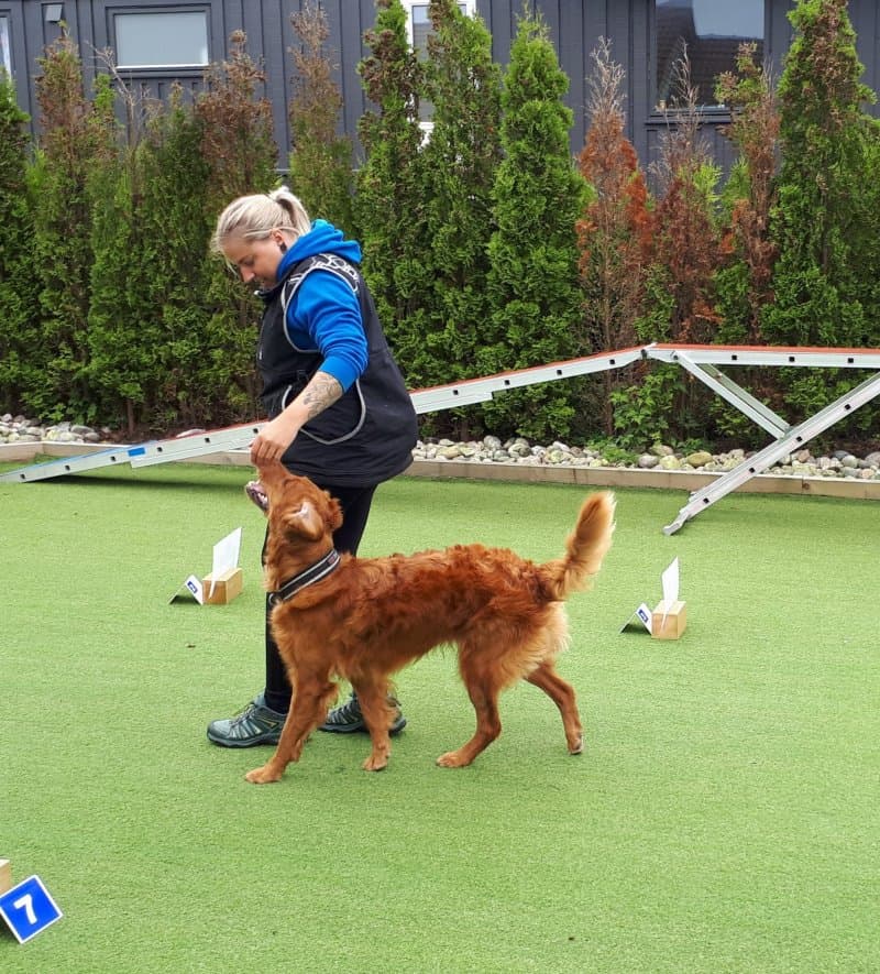 Trenerutviklingskurs (Hund)