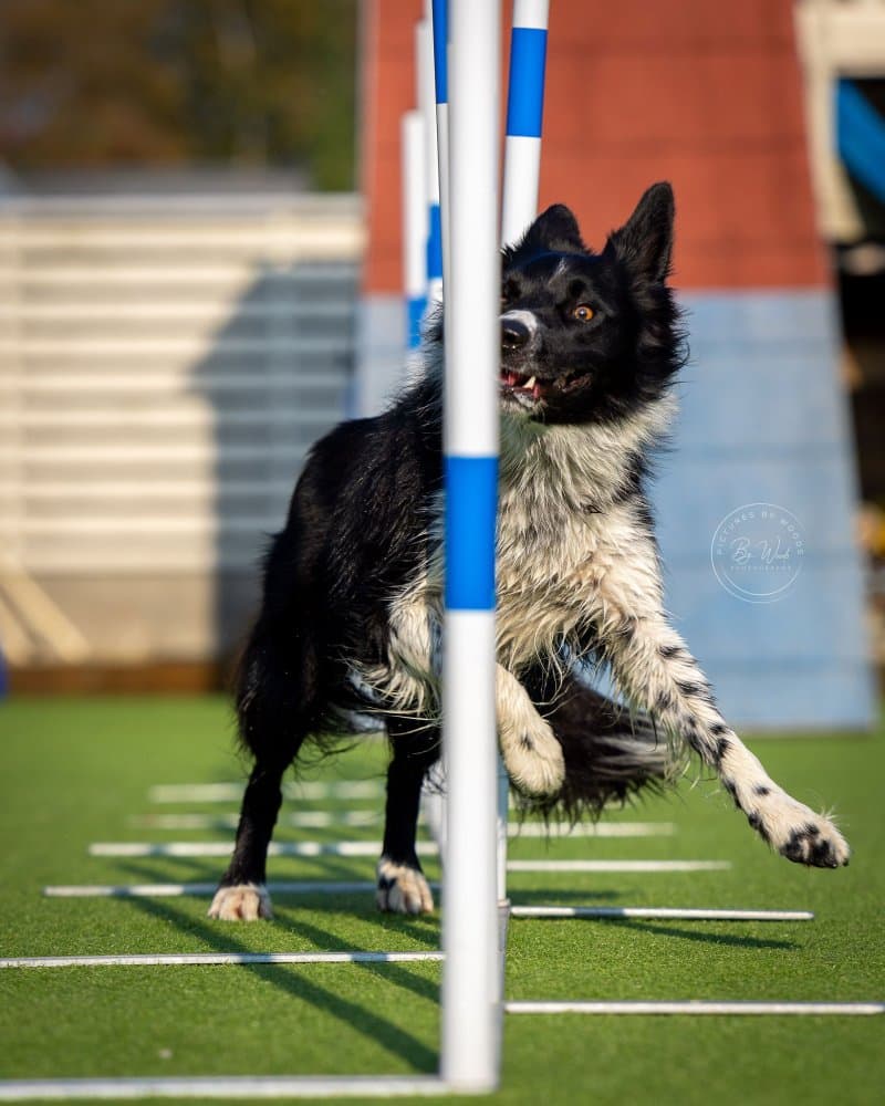 Hundestjerner (Agility, Lydighet og Rally)