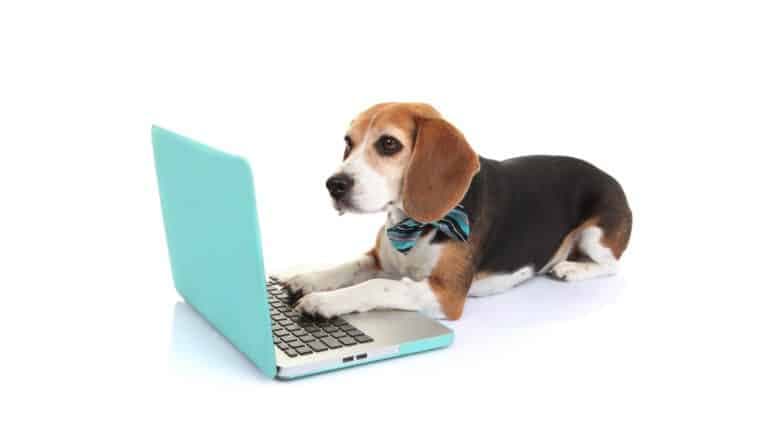 8 øvelser du må lære hunden din (Nettkurs)