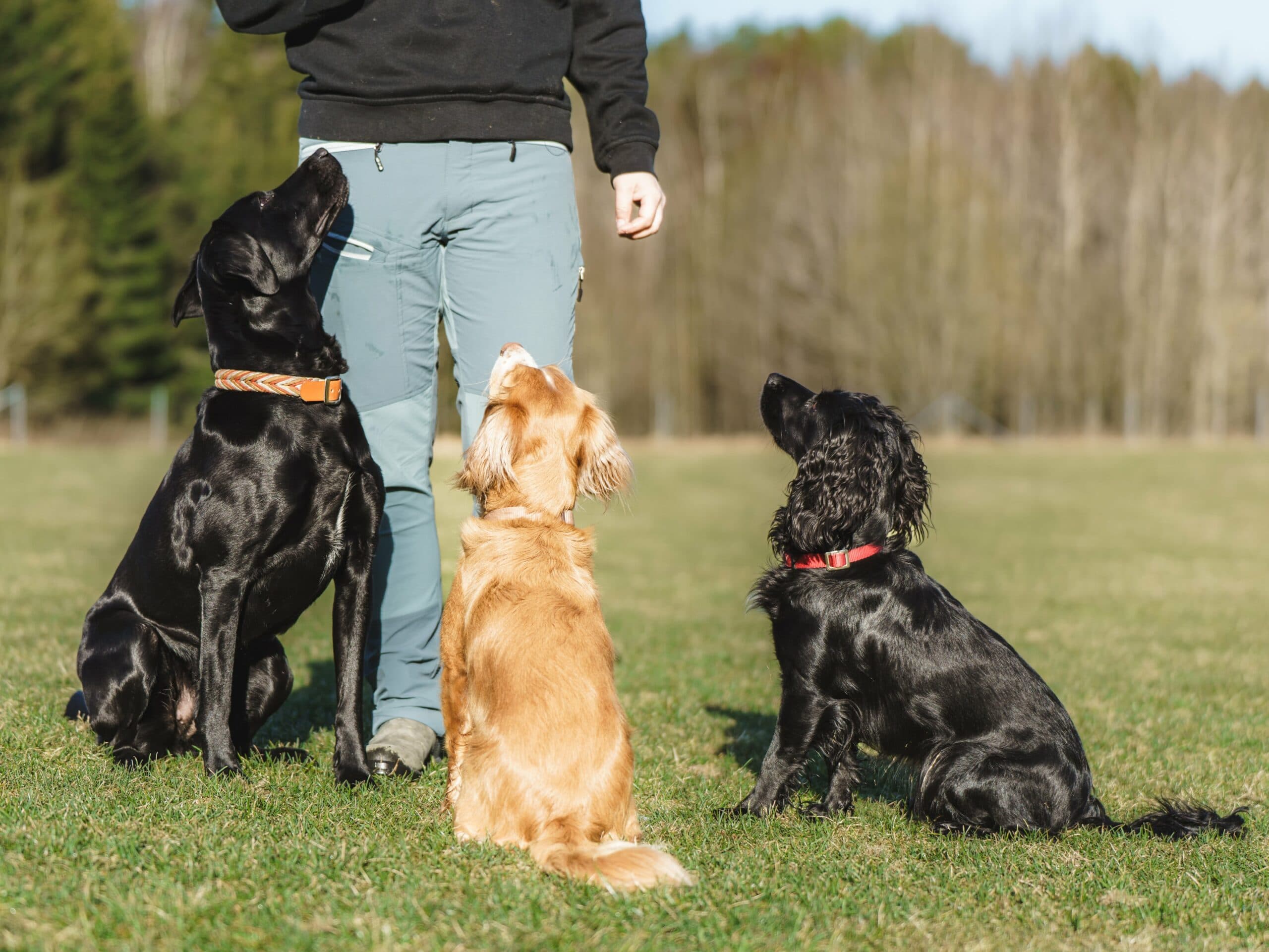 Hundekurs i samarbeid og kontroll