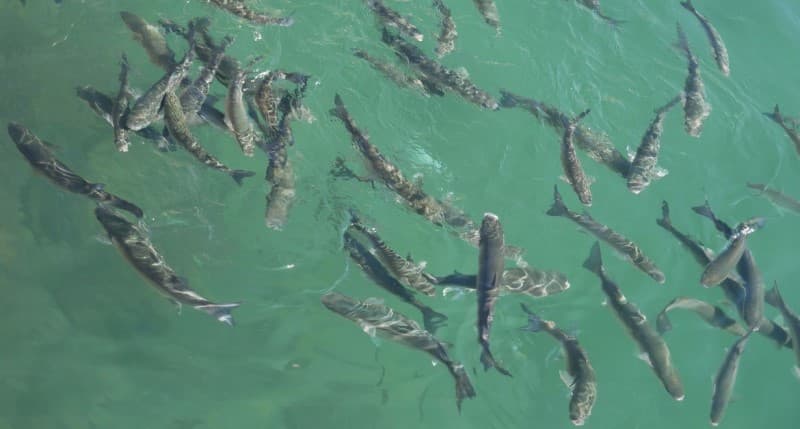 Fiskevelferd og avlivning